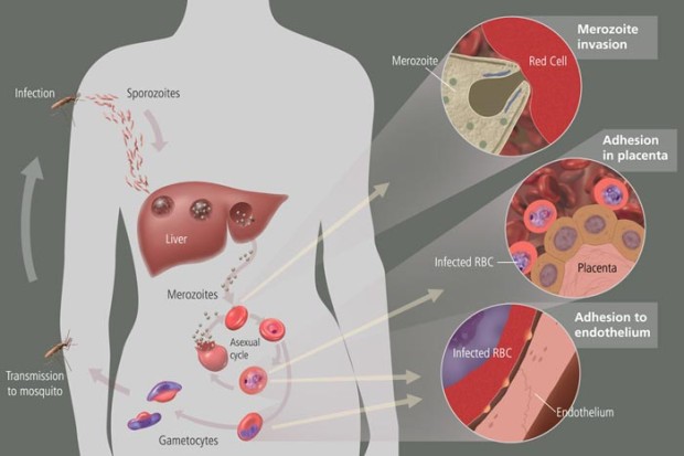 The Malaria cycle