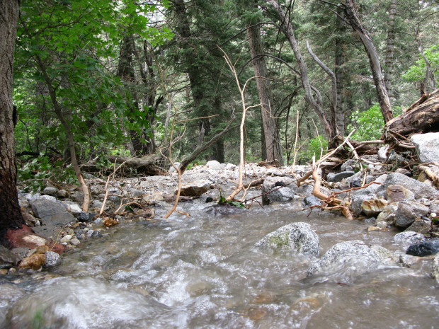 Young trees stripped of their bark and leaves sit in the new stream bed.