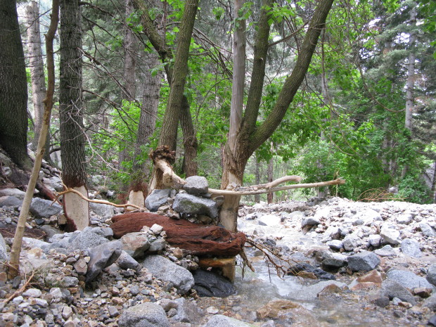 Debris stacked against debarked trees.