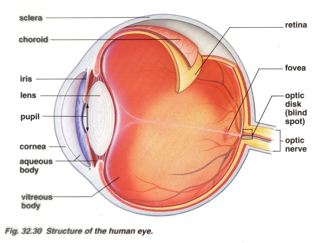 eyeball