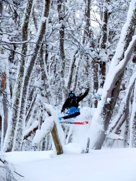 Joe Aussie in the best trees on Earth today