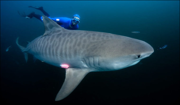 Tiger Shark