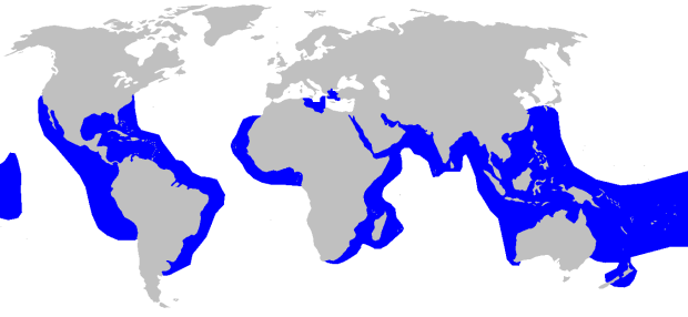 Tiger Shark distribution on Earth