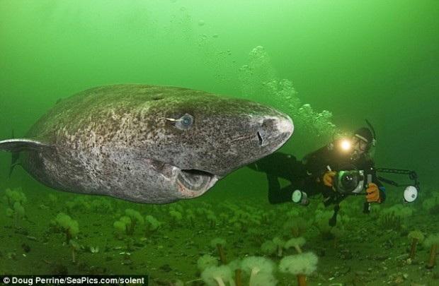 A Greenland Shark.