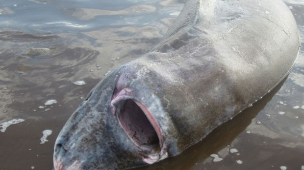 Greenland shark choking on Moose...