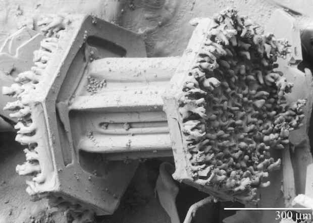 Another electron microscope image of a snowflake.