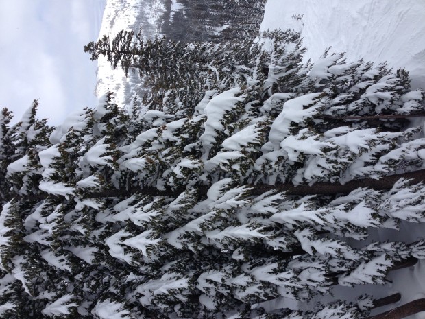 A sideways look at the rather large amount of snow in the trees