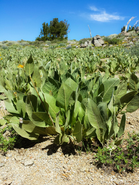 The mule ears are going off.