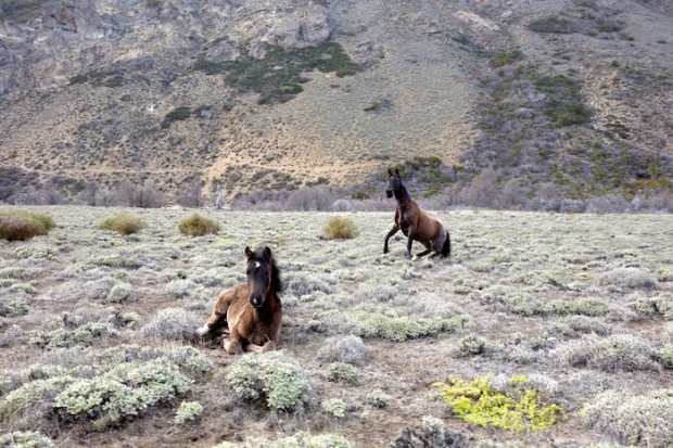 A mother and calf in the Indian land plains.