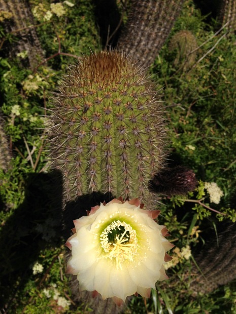 Cactus flowers are kinda sexual, huh?