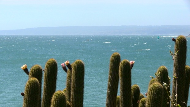 cactus, flores, y mar.