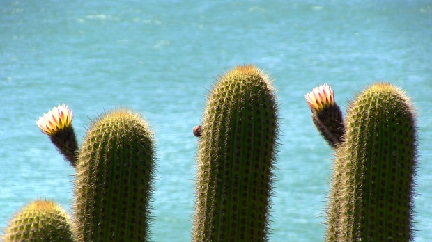 Flores y mar.