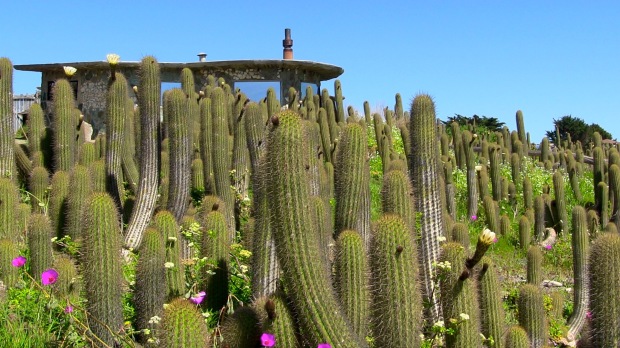 Pancake shop and cacti.