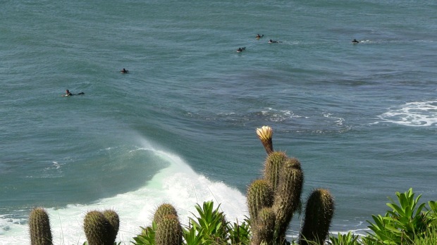 Cactus plants flowering in the lineup.