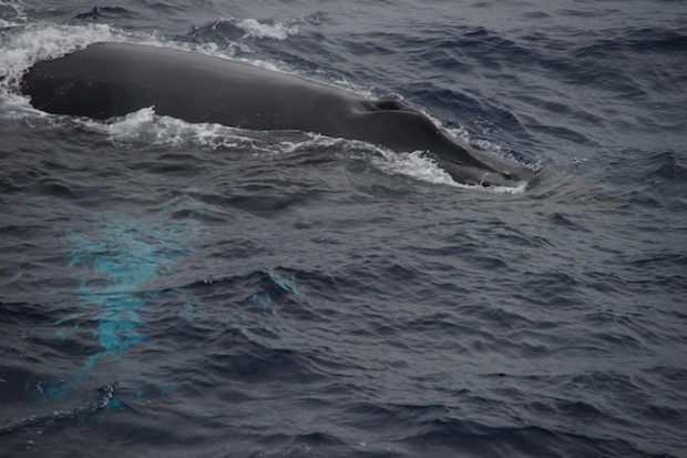 Humpback Whales in the Drake Passage. photo: Juha Virolainen