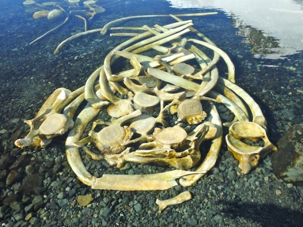 Whale bones on Chiriguano Bay on Brabant Isle, Antarctica, Nov. 9th, 2014.