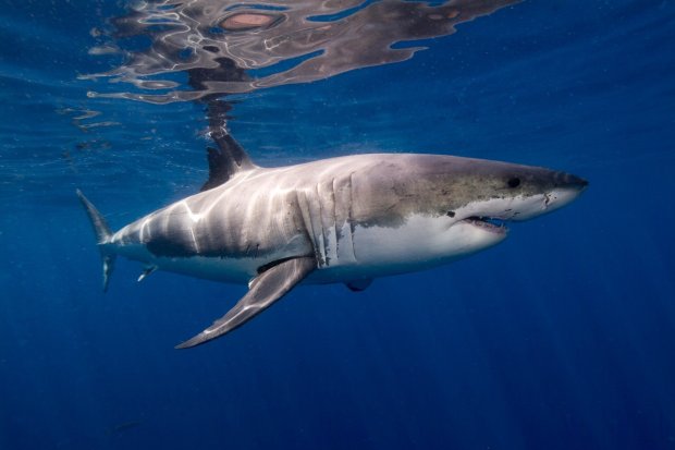 The Great White Shark.