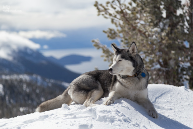 Tahoe dogs are happy dogs