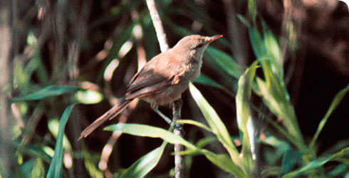 The Aldabrana Warbler www.nhm.ac.uk