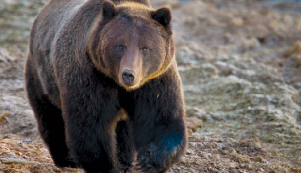 A Yellowstone National Park Grizzly Bear.  photo:  national park service