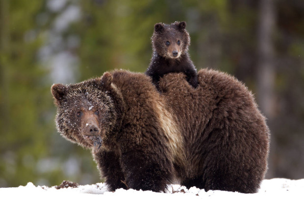 This is truly funny. Please have a read in the image below. In our perfect world of paved streets and exquisitely manicured lawns, is there really still room for untrained Grizzly Bears? I think not! T To add to that, people pay a lot of money to come see these bears! Get them trained!! The note from the disgrunted Yellowstone National Park tourist about the untrained grizzly bears. The note from the disgrunted Yellowstone National Park tourist about the untrained grizzly bears. “Habituated bears are still wild bears and capable of inflicting serious injury or death. For your safety, remain within your vehicle when viewing and photographing roadside habituated bears. Always pull completely 