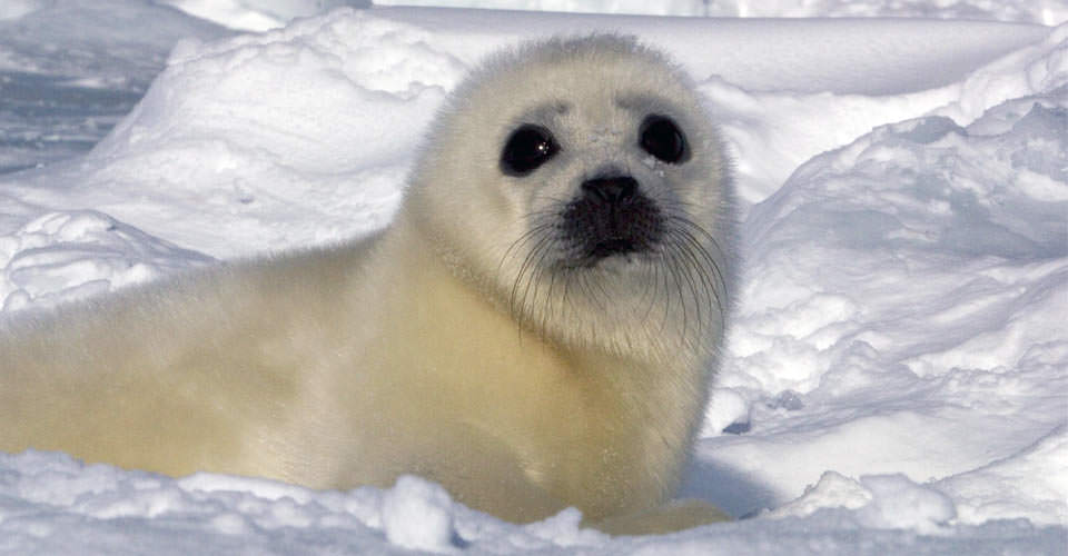 seal