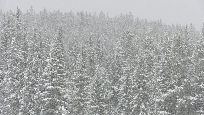 Heavy snowfall in the forests of the Canadian Rocky Mountains, Alberta, Canada . PC: Shutterstock