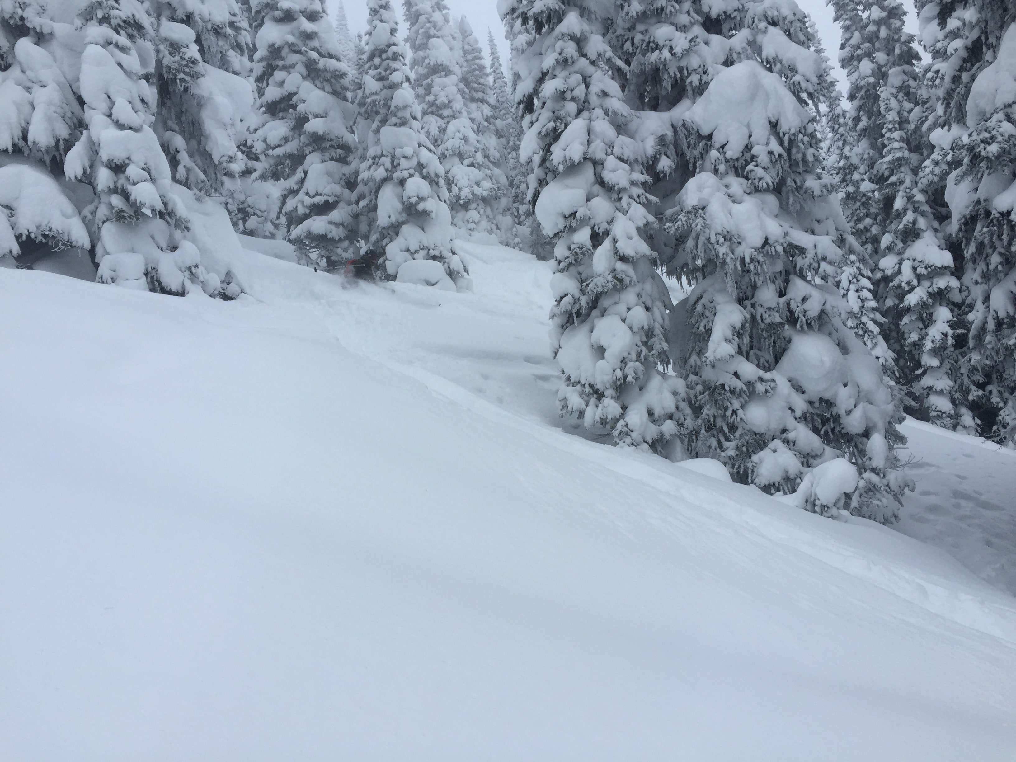 Untracked Slackcountry lines. Photo: Sergei Poljak Dec. 30, 2016