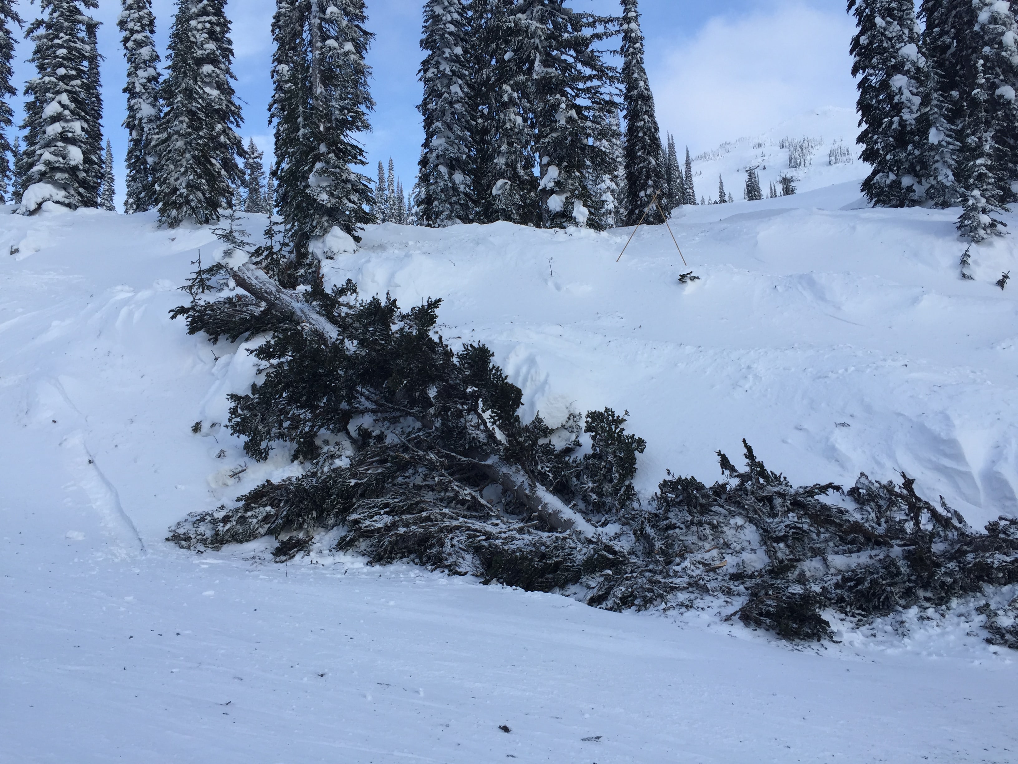 LOTS of windblown trees on Sunday...Photo: Sergei Poljak Jan. 1, 2017