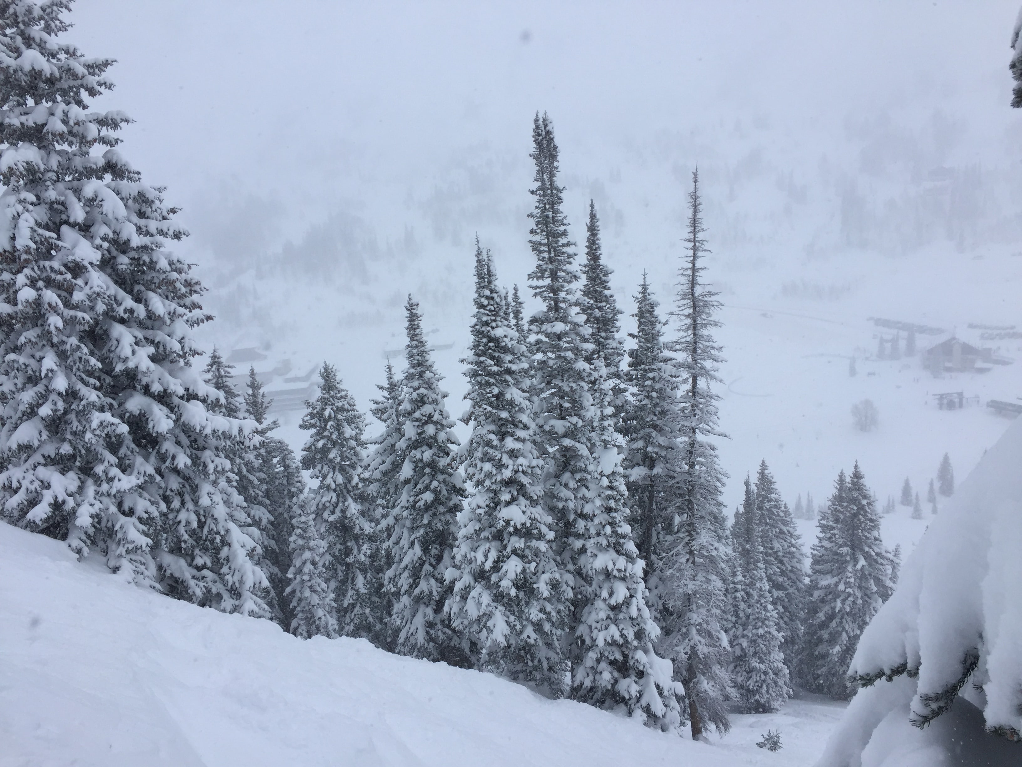 Alta Ski Area January 2017