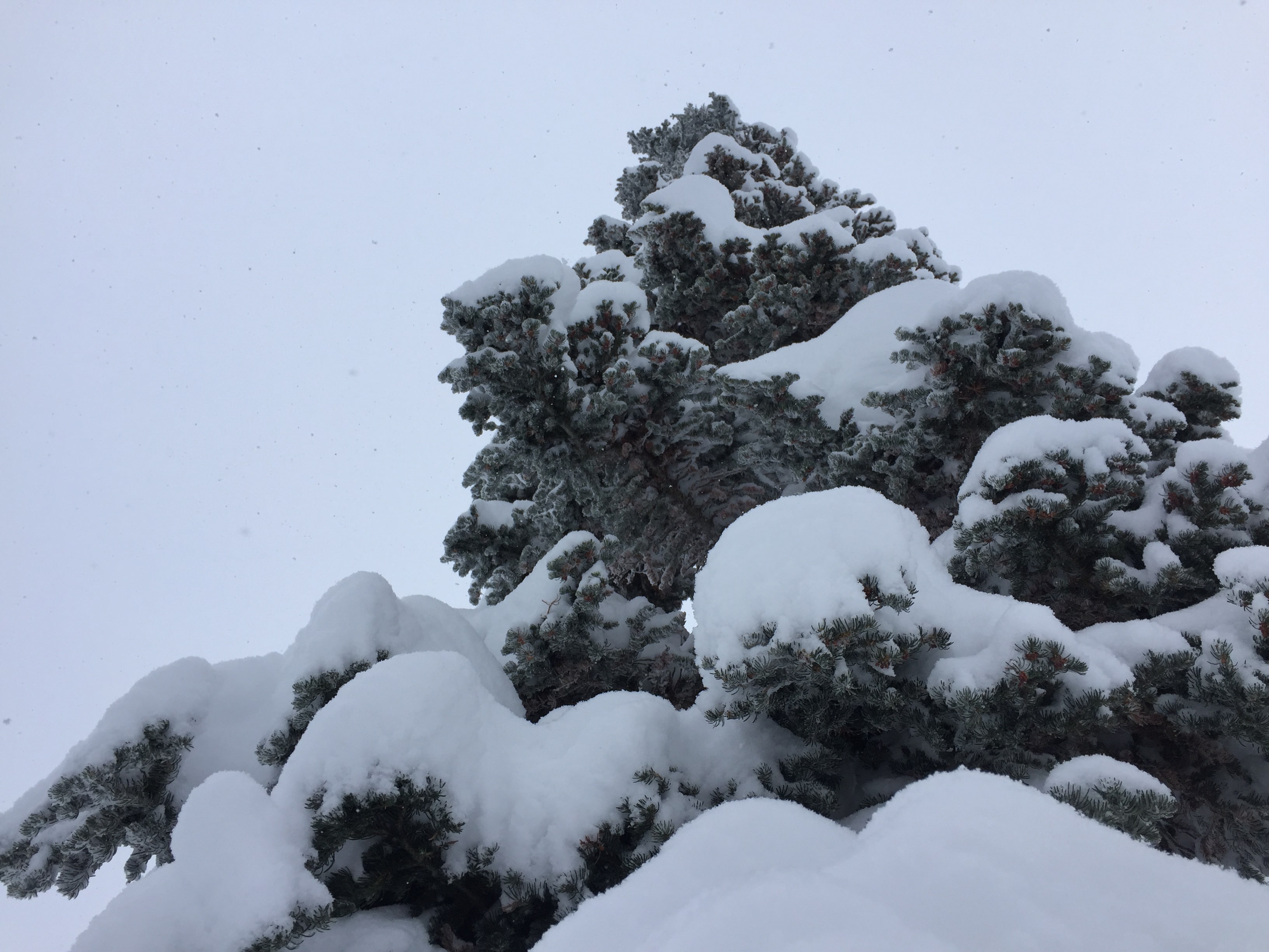 Alta Ski Area January 2017