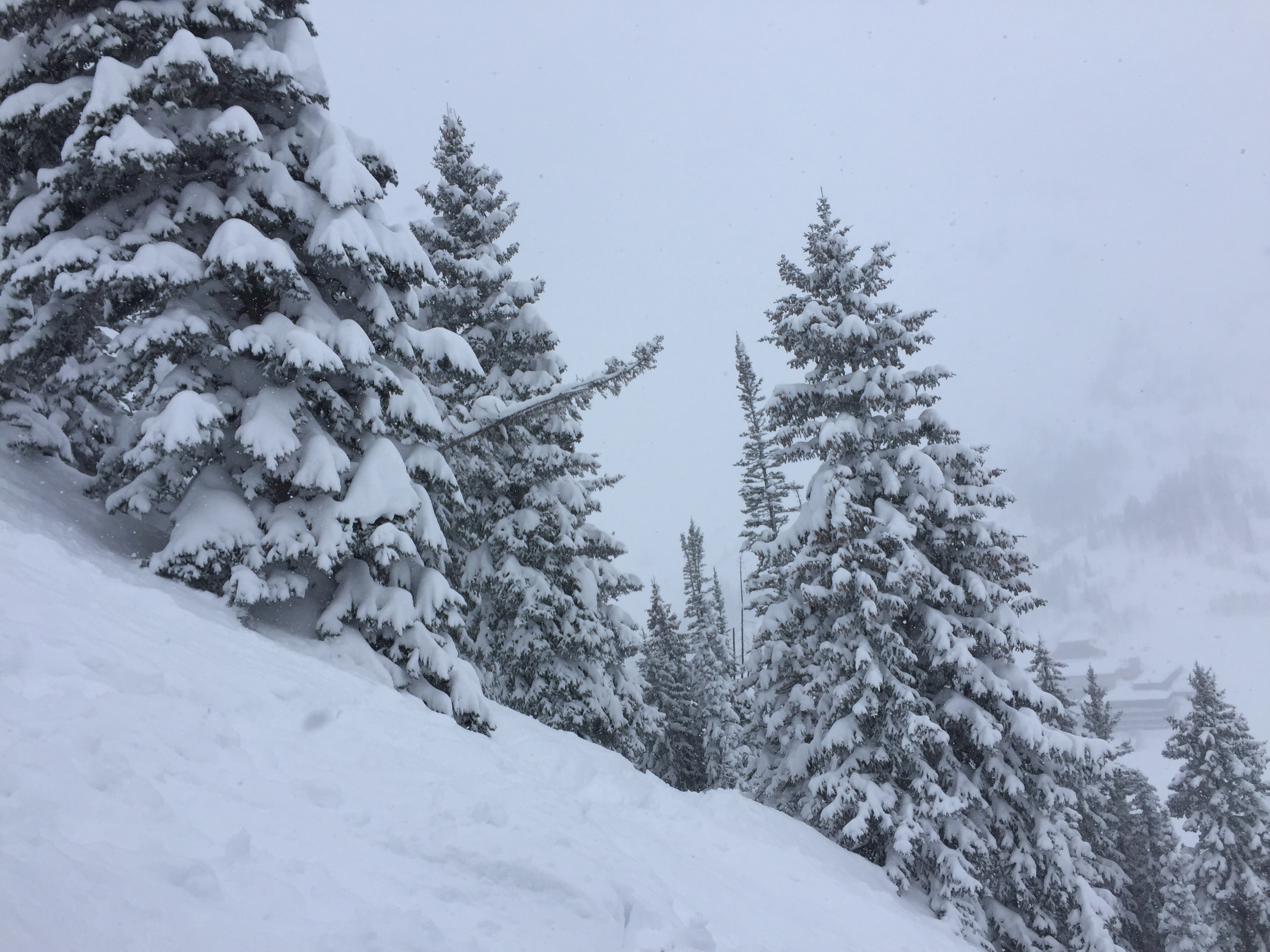 Alta Ski Area January 2017