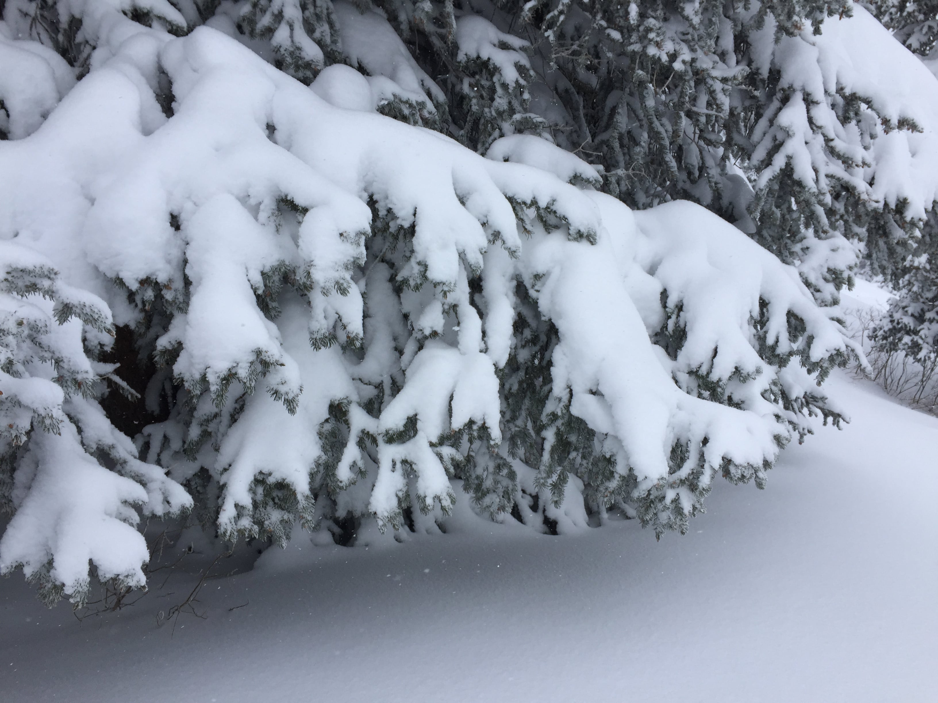 Alta Ski Area January 2017