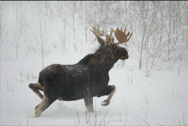 Moose are territorial as the do not usually travel more than 20 miles away from where they were born. Stock image