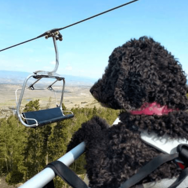 veteran, dog, winter park, colorado, chairlift, 