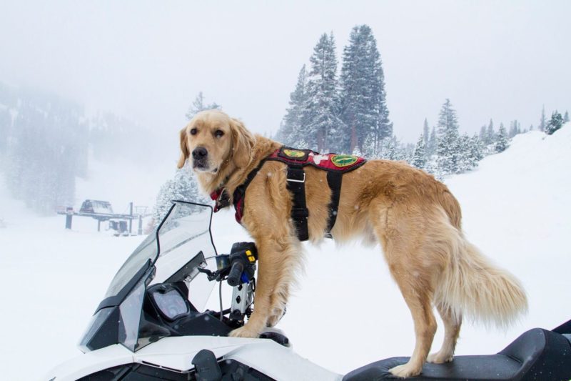 Ski Patrol