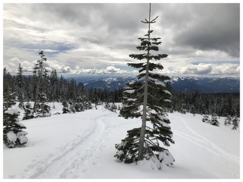 mt Shasta, Shasta, california, casaval ridge