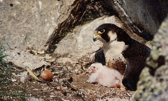 Williamson rock, climbing, frog, peregrine falcon, endangered, socal