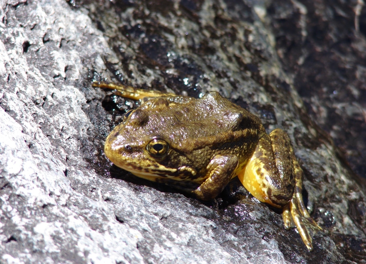 Williamson rock, climbing, frog, peregrine falcon, endangered, socal