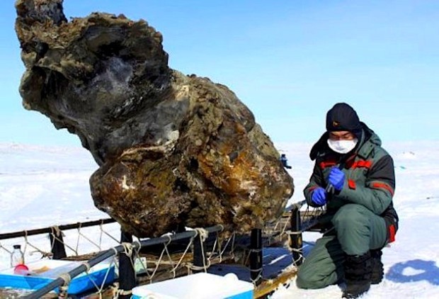 Woolly Mammoth recently found in Russia