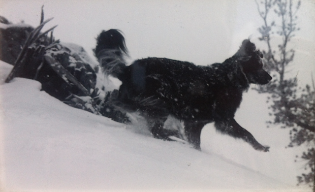 My dog, Hidatsa, on top of Jake'sPeak 