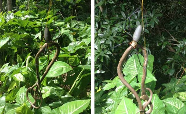 Snake eating a spider