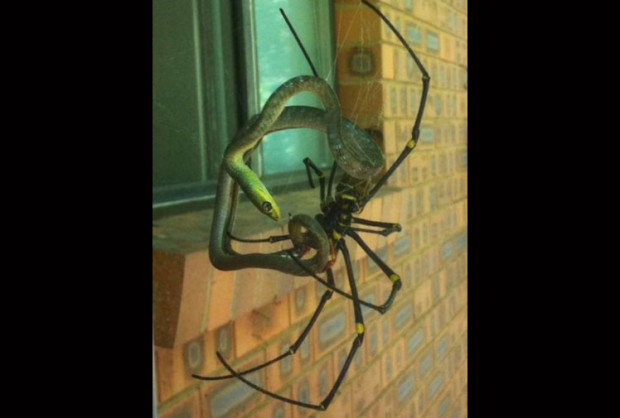 Spider eatin' on sa