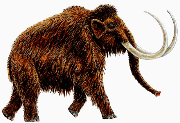 woolly-mammoth