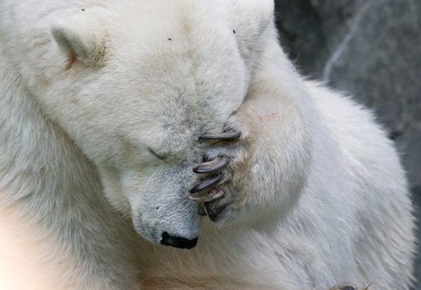 polar bear, canada