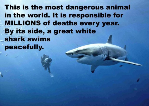 great white'scoare  