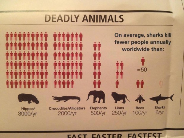 shark attack deaths