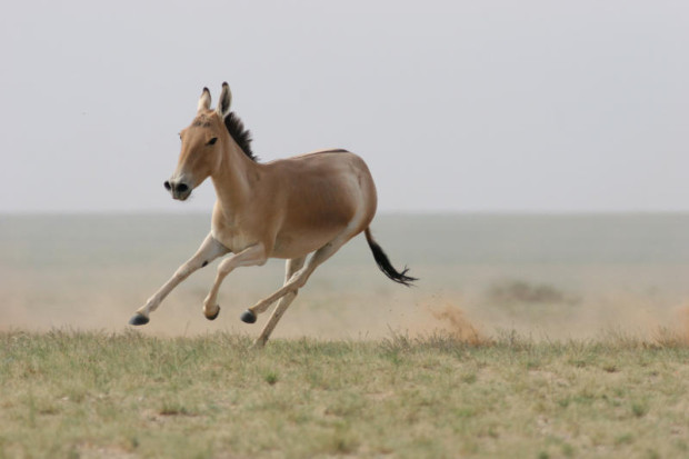 Wild Mongolian Ass