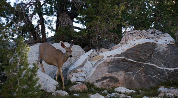 Oh deer.