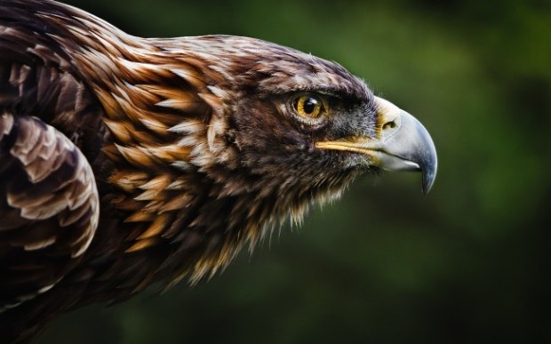 Golden Eagle